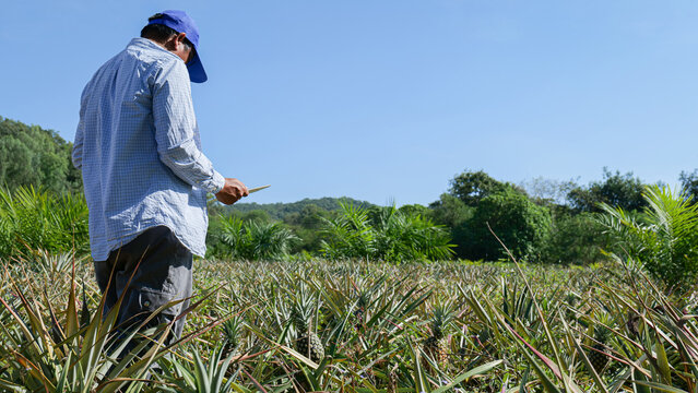 Senior Farmer standing in a vast pineapple field checking the quality of pineapples to get the desired results, farming concept and agricultural data collection