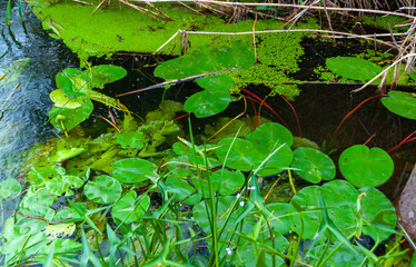 Floating aquatic plants, water lily Nymphaea candida and yellow capsule Nuphar lutea