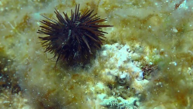 Purple Sea Urchin (Paracentrotus lividus) crawls along the bottom overgrown with brown algae, then falls off the stone.