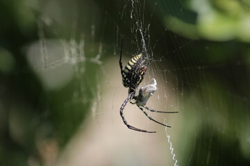 The Spider's Art: Capturing Prey in Silk