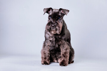 the miniature schnauzer dog after trimming on a gray background.
