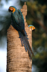 Ara bleu, nid,.Ara ararauna, Blue and yellow Macaw, Amazonie, Tambopata, Perou © JAG IMAGES