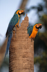 Ara bleu, nid,.Ara ararauna, Blue and yellow Macaw, Amazonie, Tambopata, Perou