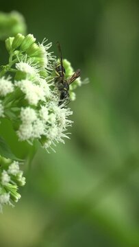 Slow motion, 4k footage of a bee on flowers blowing in the wind. Vertical. Motion Background