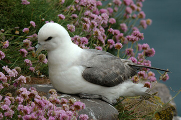 Fulmar boréal,  Pétrel fulmar, .Fulmarus glacialis, Northern Fulmar, Ameria maritima , Armérie maritime