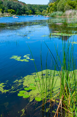 Floating aquatic plants, water lily Nymphaea candida and yellow capsule Nuphar lutea