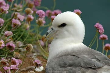 Fulmar boréal,  Pétrel fulmar, .Fulmarus glacialis, Northern Fulmar, Ameria maritima , Armérie maritime