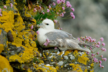 Fulmar boréal,  Pétrel fulmar, .Fulmarus glacialis, Northern Fulmar, Ameria maritima , Armérie maritime