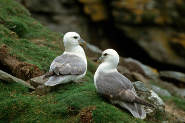 Fulmar boréal,  Pétrel fulmar, .Fulmarus glacialis, Northern Fulmar
