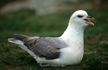 Fulmar boréal,  Pétrel fulmar, .Fulmarus glacialis, Northern Fulmar