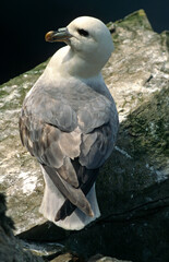 Fulmar boréal,  Pétrel fulmar, .Fulmarus glacialis, Northern Fulmar