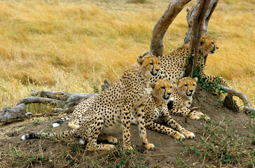 Guépard, cheetah, Acinonyx jubatus, Parc national de Masai Mara, Kenya