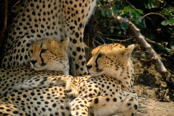 Guépard, cheetah, Acinonyx jubatus, Parc national de Masai Mara, Kenya