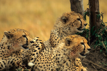 Guépard, cheetah, Acinonyx jubatus, Parc national de Masai Mara, Kenya