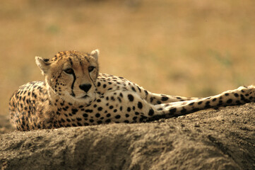 Guépard, cheetah, Acinonyx jubatus, Parc national de Masai Mara, Kenya