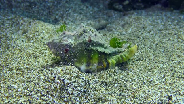 Lugworm (Arenicola marina) digs holes in the sandy bottom, the movement of water created by the worm causes erupt of sand.