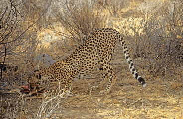 Guépard, cheetah, Acinonyx jubatus, Parc national de Samburu, Kenya