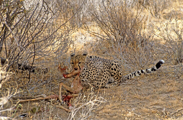 Guépard, cheetah, Acinonyx jubatus, Parc national de Samburu, Kenya