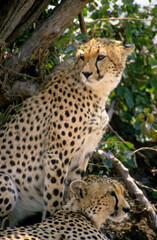 Guépard, Acinonyx jubatus, parc national du Serengeti, Tanzanie