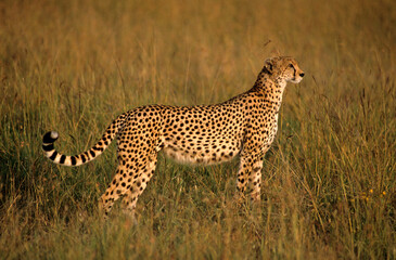 Guépard, Acinonyx jubatus, parc national du Serengeti, Tanzanie
