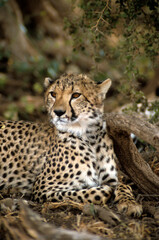 Guépard, Acinonyx jubatus, parc national du Serengeti, Tanzanie