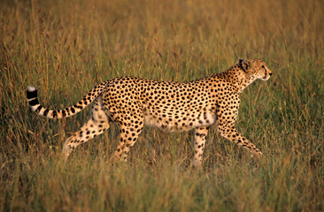 Guépard, Acinonyx jubatus, parc national du Serengeti, Tanzanie