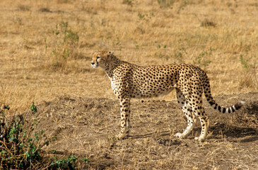 Guépard, Acinonyx jubatus, parc national du Serengeti, Tanzanie