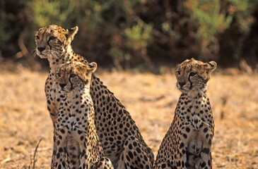 Guépard, Acinonyx jubatus, parc national du Serengeti, Tanzanie