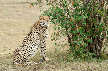 guepard, Acinonyx Jubatus, réserve de Masai Mara, Kenya