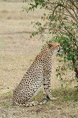 guepard, Acinonyx Jubatus, réserve de Masai Mara, Kenya