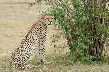 guepard, Acinonyx Jubatus, réserve de Masai Mara, Kenya