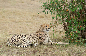 guepard, Acinonyx Jubatus, réserve de Masai Mara, Kenya