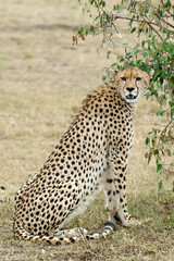 guepard, Acinonyx Jubatus, réserve de Masai Mara, Kenya