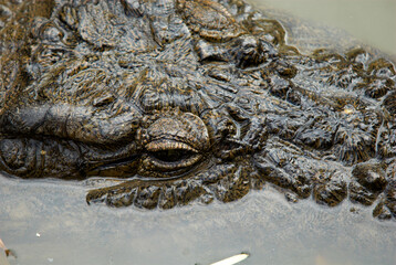 crocodile de Madagascar, Crocodylus niloticus madagascariensis, Madagascar