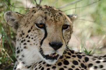 guepard, Acinonyx Jubatus, Afrique de l'Est
