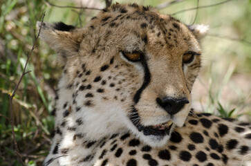 guepard, Acinonyx Jubatus, Afrique de l'Est
