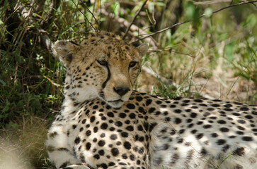 guepard, Acinonyx Jubatus, Afrique de l'Est