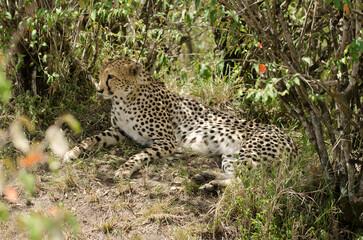 Naklejka na ściany i meble guepard, Acinonyx Jubatus, Afrique de l'Est