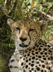 guepard, Acinonyx Jubatus, Afrique de l'Est
