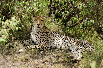 guepard, Acinonyx Jubatus, Afrique de l'Est
