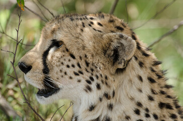 guepard, Acinonyx Jubatus, Afrique de l'Est