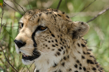 guepard, Acinonyx Jubatus, Afrique de l'Est