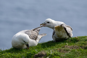 Fulmar boréal,  Pétrel fulmar, .Fulmarus glacialis, Northern Fulmar
