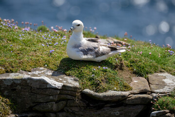 Fulmar boréal,  Pétrel fulmar, .Fulmarus glacialis, Northern Fulmar
