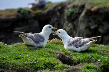 Fulmar boréal,  Pétrel fulmar, .Fulmarus glacialis, Northern Fulmar