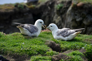 Fulmar boréal,  Pétrel fulmar, .Fulmarus glacialis, Northern Fulmar