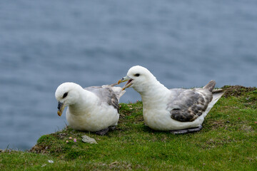 Fulmar boréal,  Pétrel fulmar, .Fulmarus glacialis, Northern Fulmar