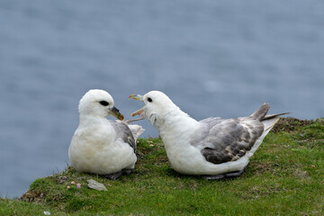 Fulmar boréal,  Pétrel fulmar, .Fulmarus glacialis, Northern Fulmar