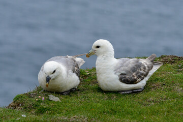 Fulmar boréal,  Pétrel fulmar, .Fulmarus glacialis, Northern Fulmar