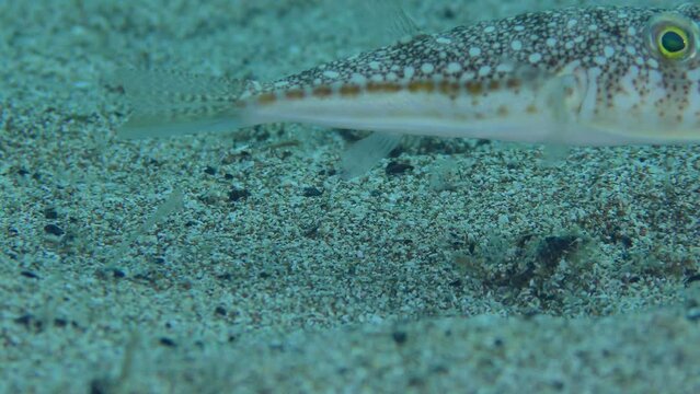 Yellowspotted Puffer or Studded Pufferfish (Torquigener flavimaculosus) hangs over the sandy bottom, then leaves the frame, extreme close-up. 